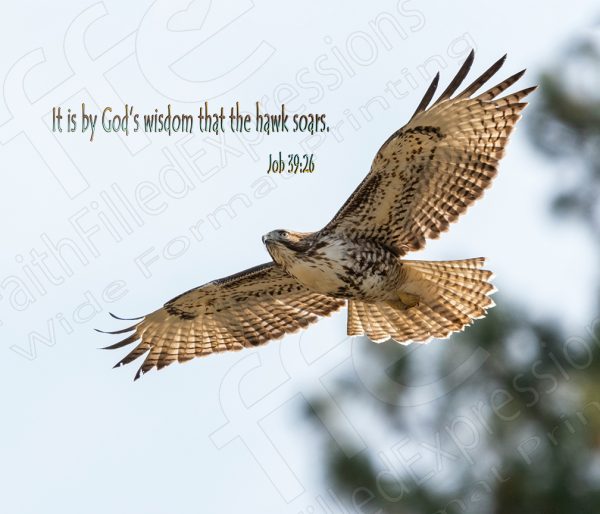 "By God's Wisdom the Hawk Soars" - Gallery-Wrapped Canvas Print