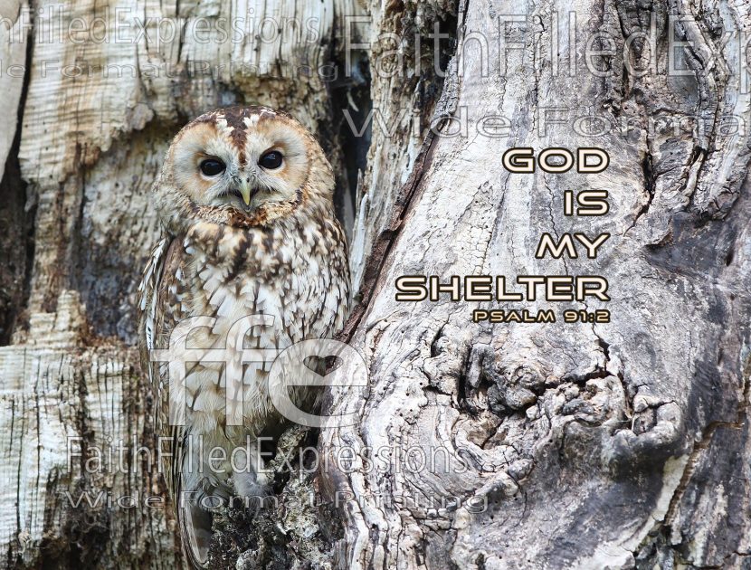God is my Shelter Owl Camo Ps 91.2 WM
